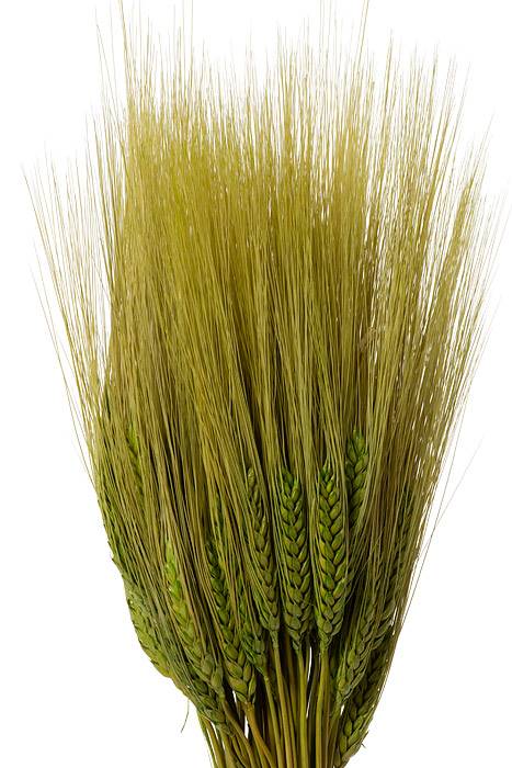 32" Triticum Wheat Grass Green 8oz/pkg