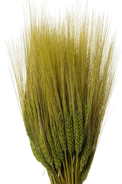 32" Triticum Wheat Grass Green 8oz/pkg