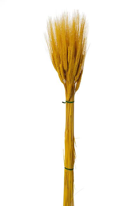 32" Triticum Wheat Yellow 8oz/pkg