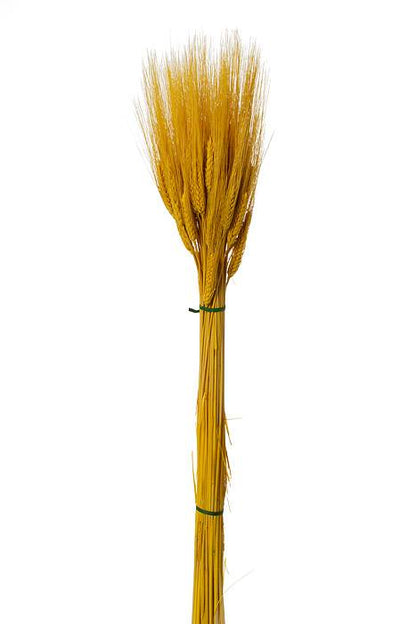 32" Triticum Wheat Yellow 8oz/pkg