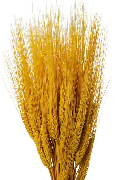 32" Triticum Wheat Yellow 8oz/pkg