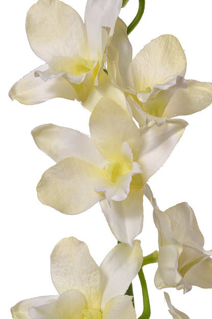 35.5" Dendrobium Spray Cream