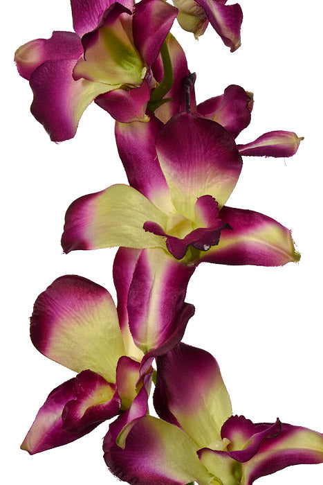35.5" Dendrobium Spray Purple