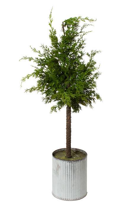 46" Galvanize Potted Standard Cedar Tree Natural/green