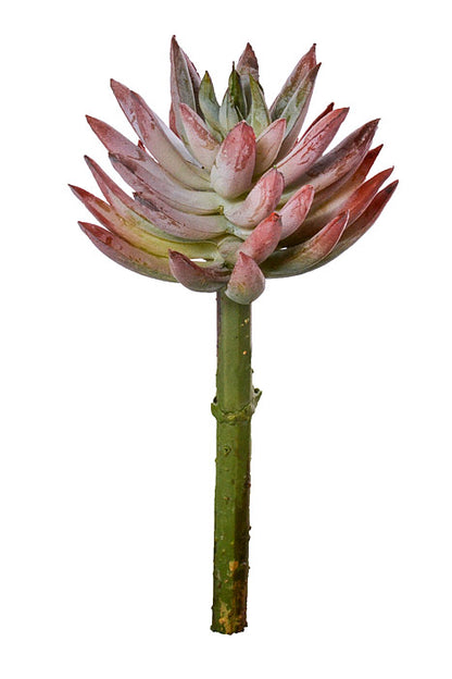 6" Mini Agave Pick Green Rust