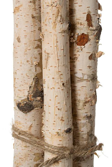 48" Birch Bundle (pkg/3) Natural