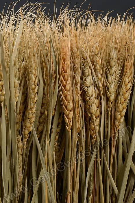 23.5" Wheat/grass/twig Stand Natural