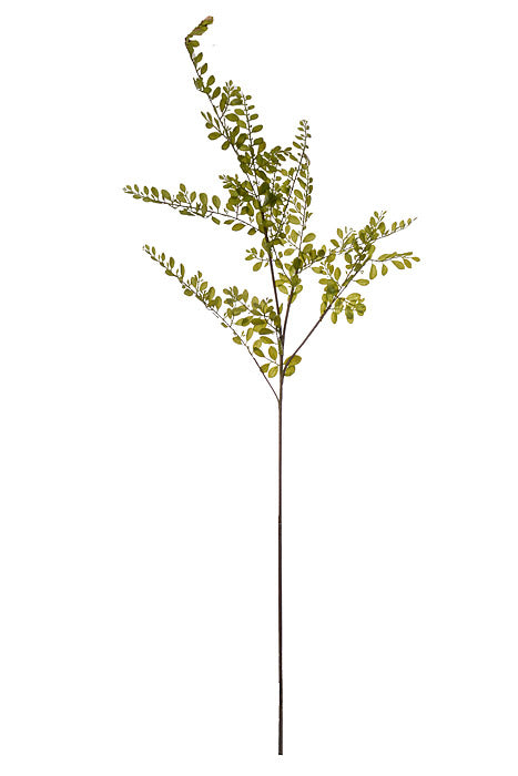 54" Sophora Japonica Leaf Spray Green