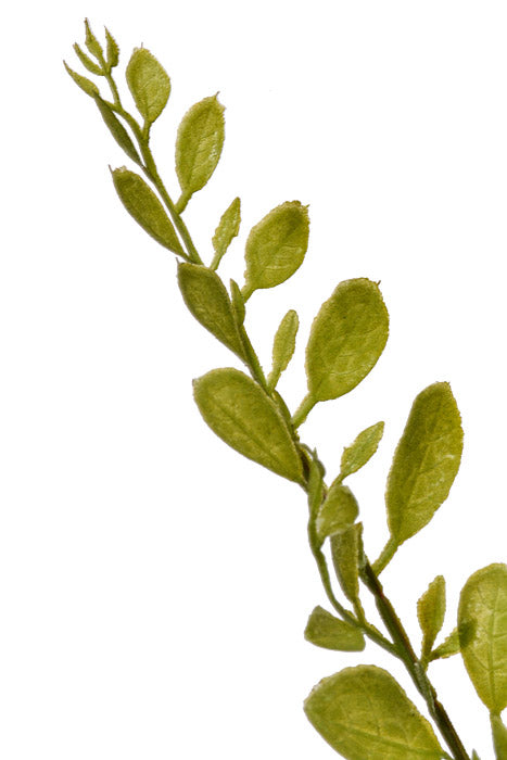 54" Sophora Japonica Leaf Spray Green