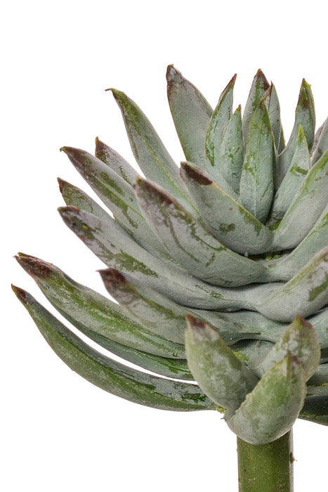 6" Mini Agave Pick Green