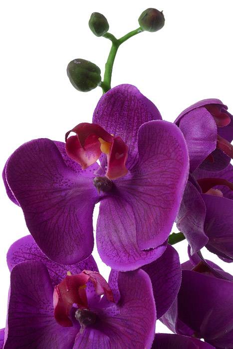 29" Phalaenopsis Spray Purple