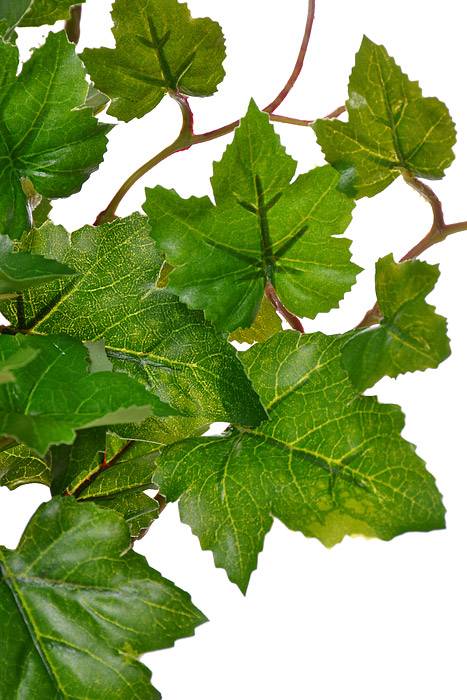 19&quot; Uv Protected Grape Leaf Bush Green