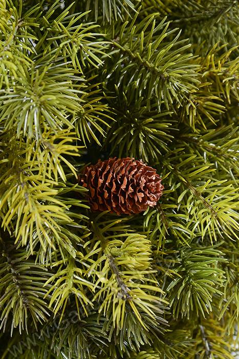 22" Pine Ball Topiary Green