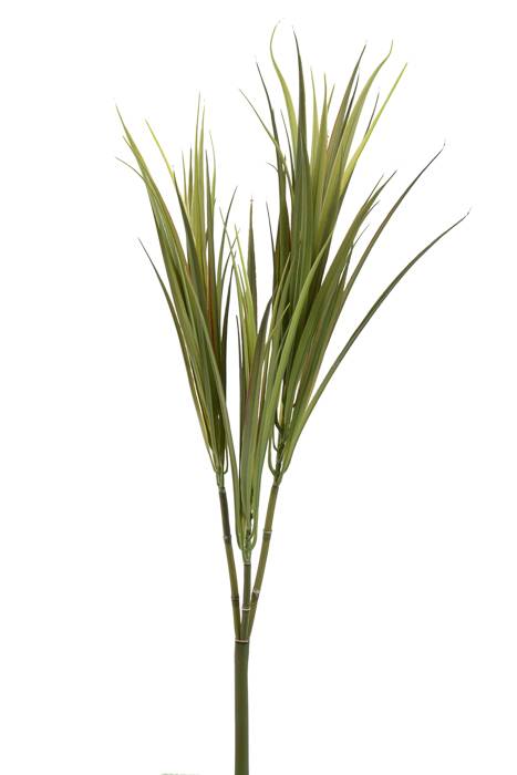 28&quot; Dracena Marginata Green