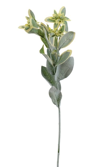 25" Snow On Mountain Green/white