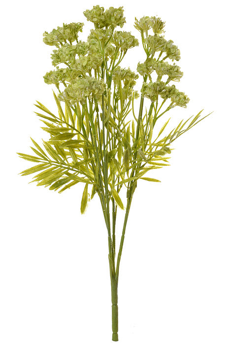 17" Queen Annes Lace Bush Light Green