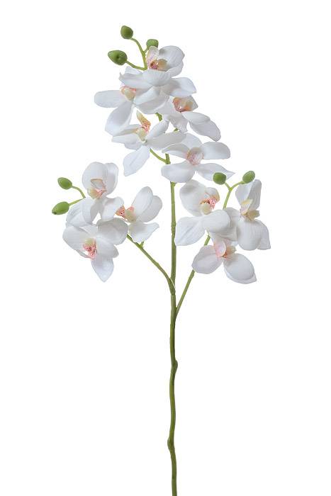 24" Phalaenopsis Stem White