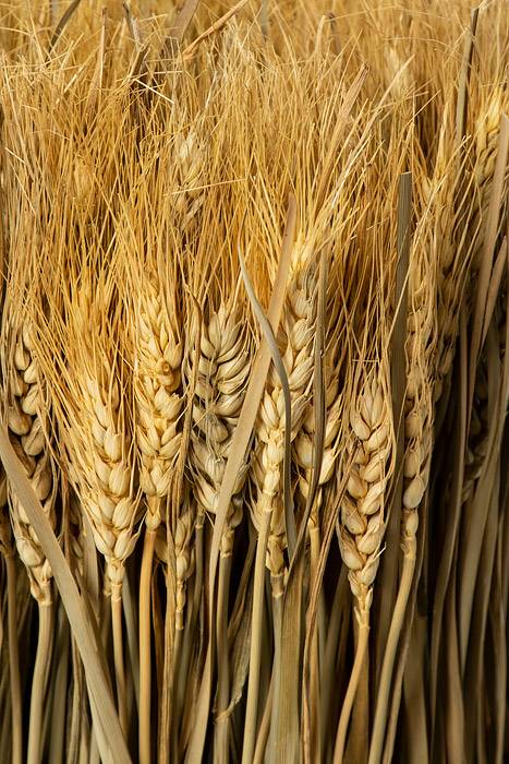 16.5" Pre.wheat/grass Twig Natural