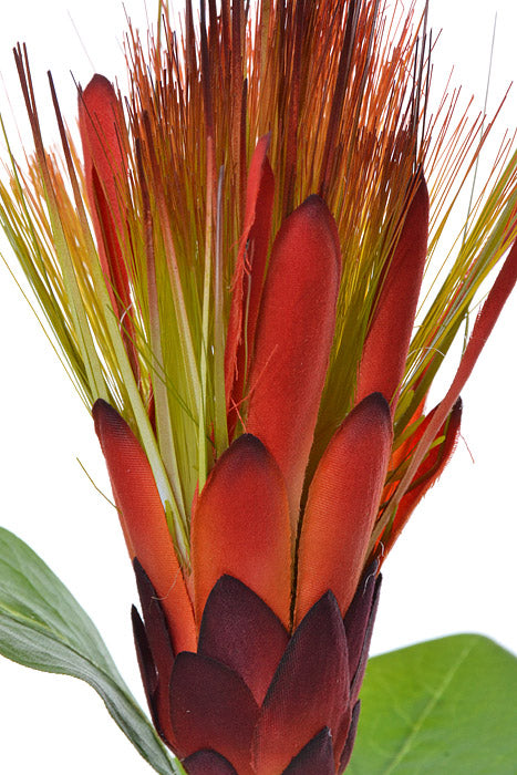 30" Royal Protea Spray Orange