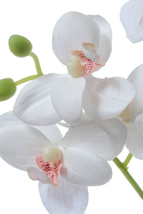 24" Phalaenopsis Stem White