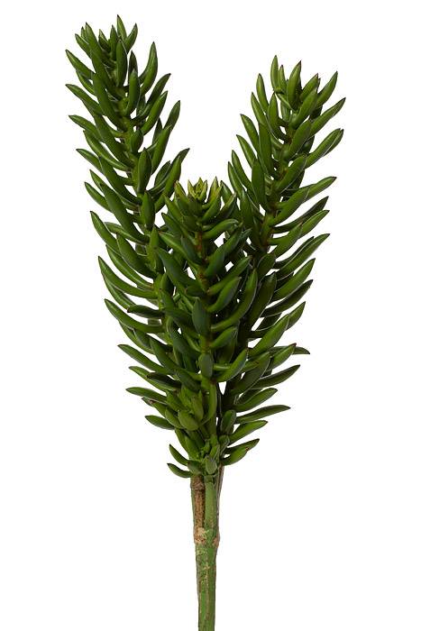 20" Succulent Spray Green