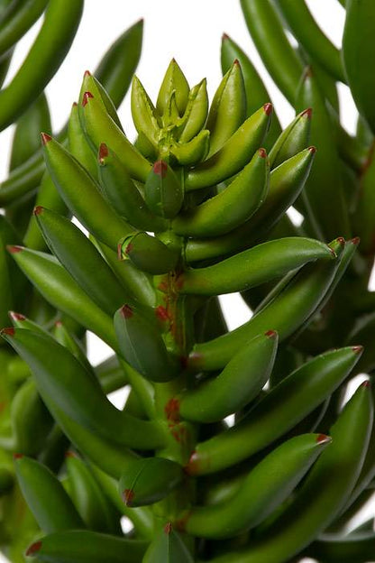 20" Succulent Spray Green