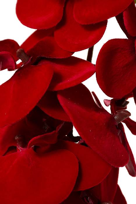 34" Velvet Phalaenopsis Spray Red