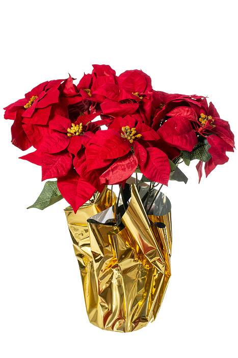 20" Poinsettia Pot Red