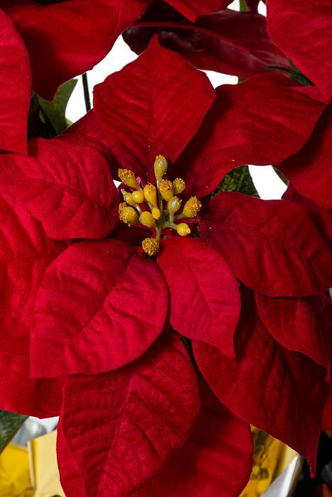 20" Poinsettia Pot Red