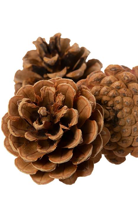2-2.5" Pine Cone Natural Pkg/1lb