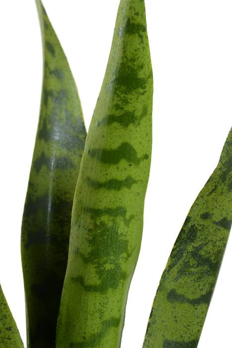 23.75" Mother-in-law&