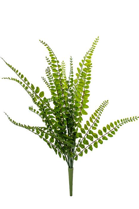 21" Buckler Fern Bush Green