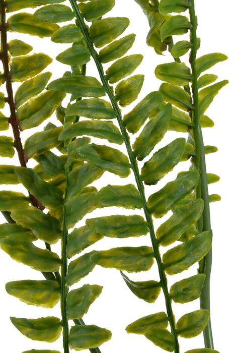 30" Fern Hanging Bush Green