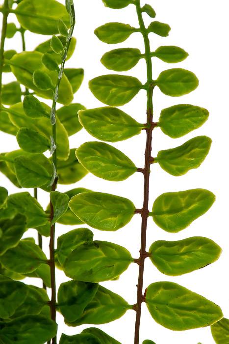 21" Buckler Fern Bush Green