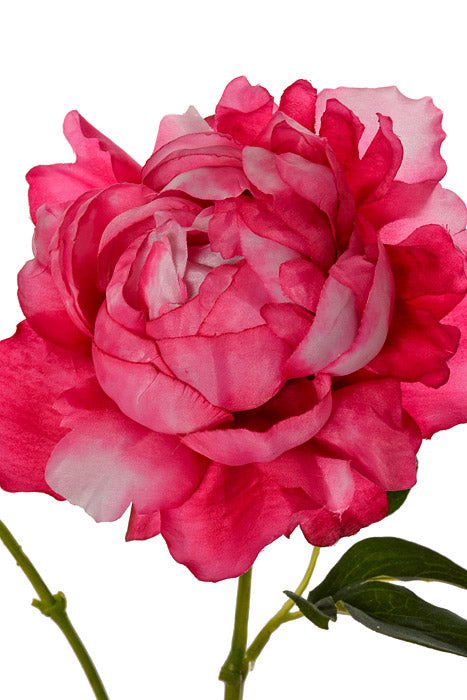 25" Silk Peony Spray Hot Pink