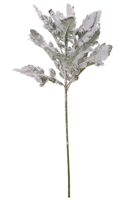 18.5 Snowed Dusty Miller Spray Green