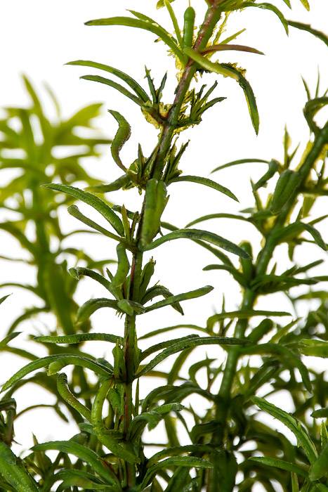 17&quot; Rosemary Bush Green