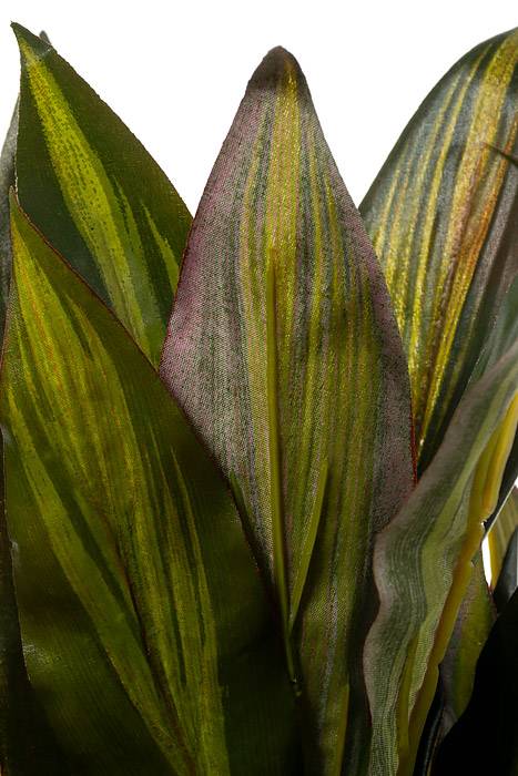 18.5&quot; Dracaena Bush Green