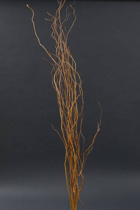 56" Curly Willow Natural