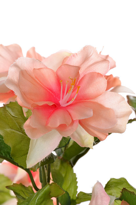 20" Silk Fuchsia Hanging Bush Peach/Cream