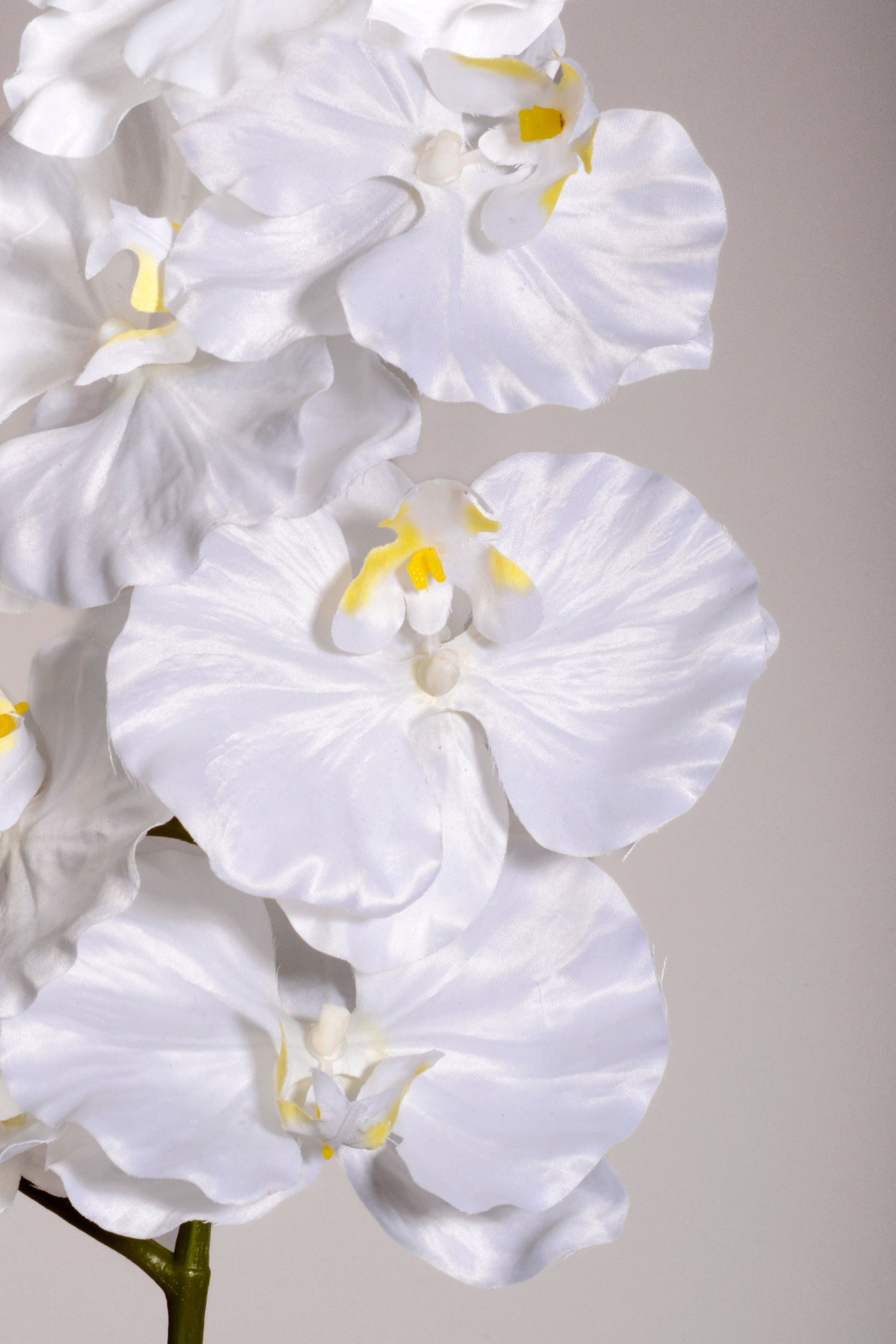 39.5" Silk Phalaenopsis Spray White