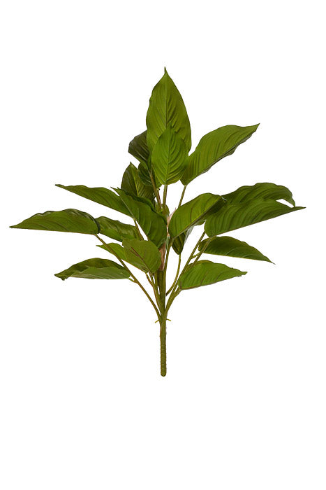 19&quot; Rohdea Japonica Bush Green