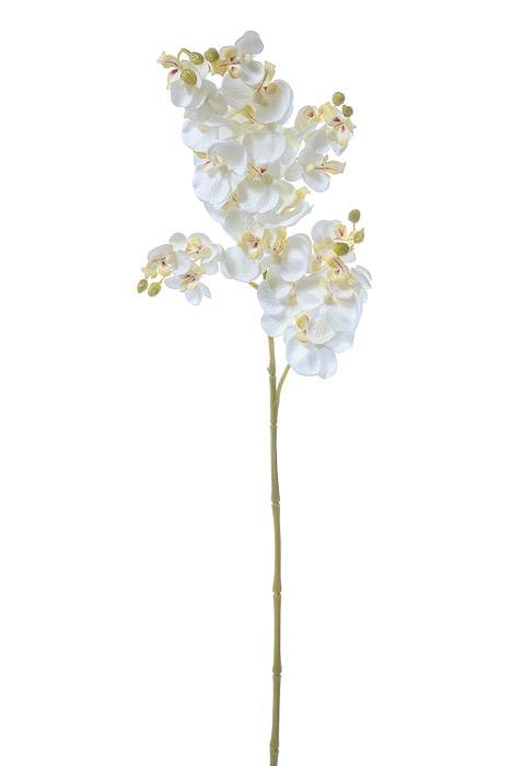 28" Baby Phalaenopsis Spray Cream