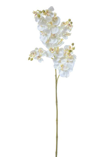 28" Baby Phalaenopsis Spray Cream