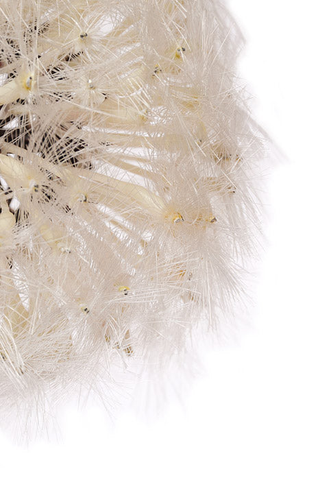 35&quot; Dandelion Spray White