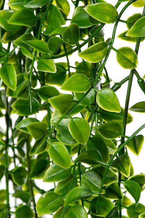 32&quot; Small Pea Leaf Hanging Bush Green