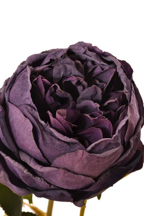24.5" Silk Cottage Rose Spray Purple