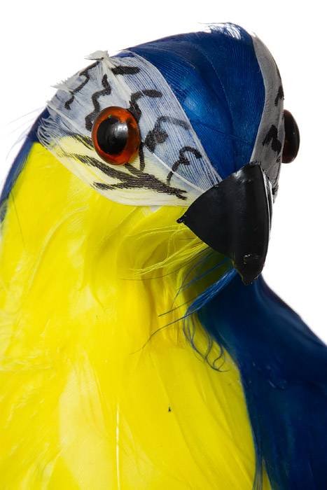 13.5" Standing Parrot Multi Bx/6