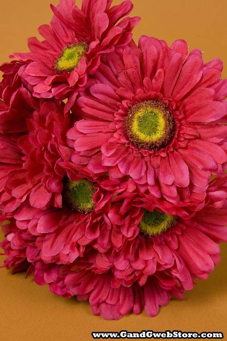 9" Gerbera Daisy Stem Beauty Pkg/12