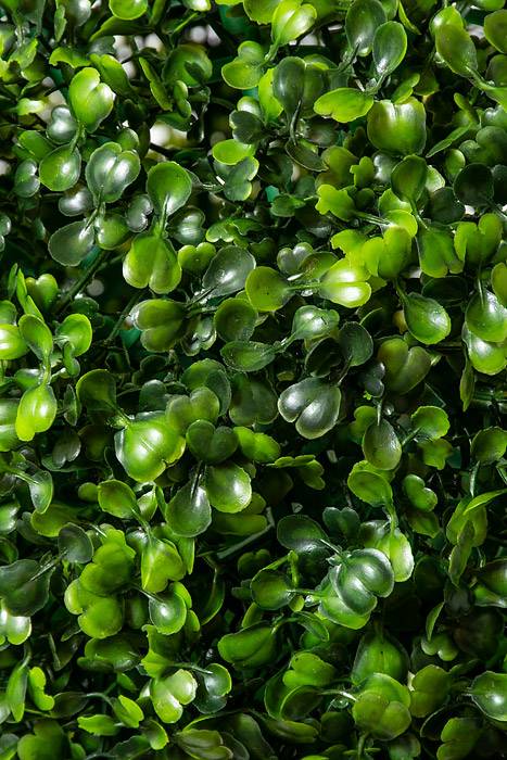 14" Boxwood Ball Green